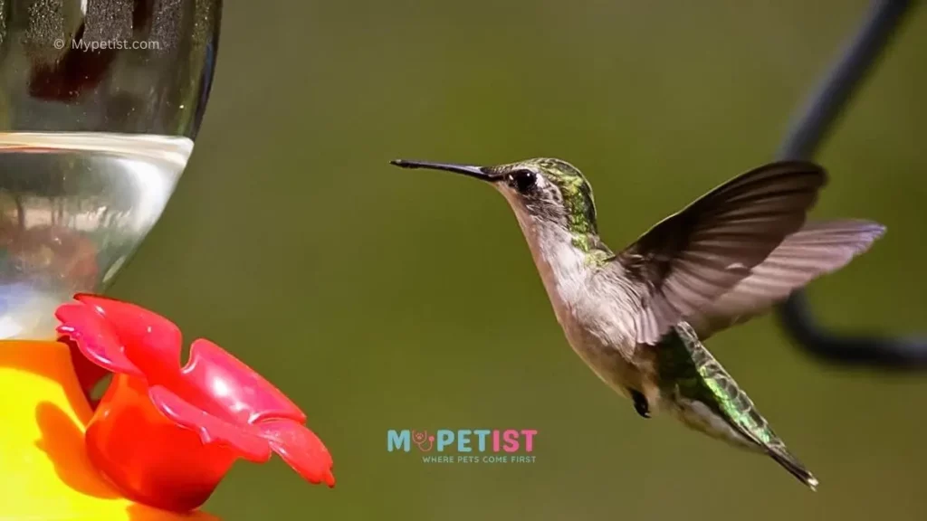 How to Make Food for Hummingbird
